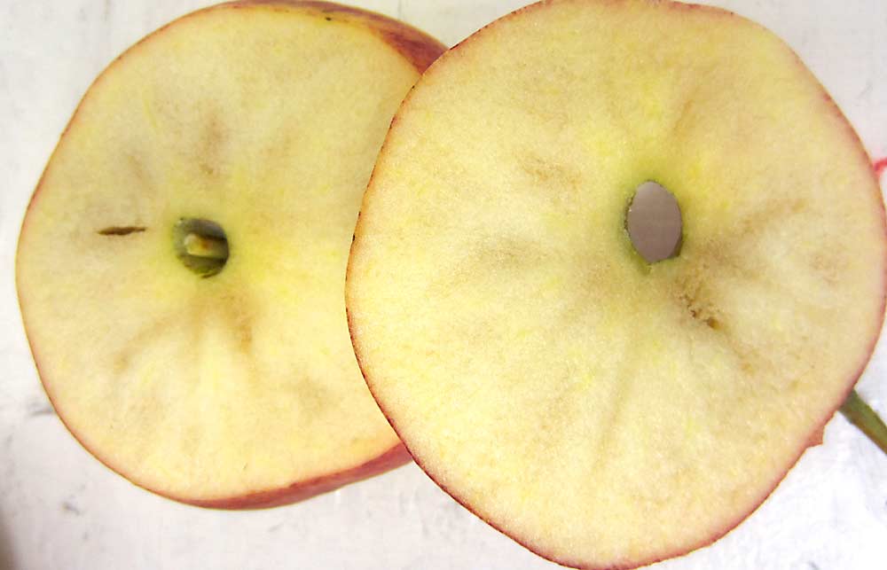Las manzanas Gala son susceptibles al pardeamiento interno durante su almacenamiento. (Cortesía Jennifer DeEll/OMAFRA)