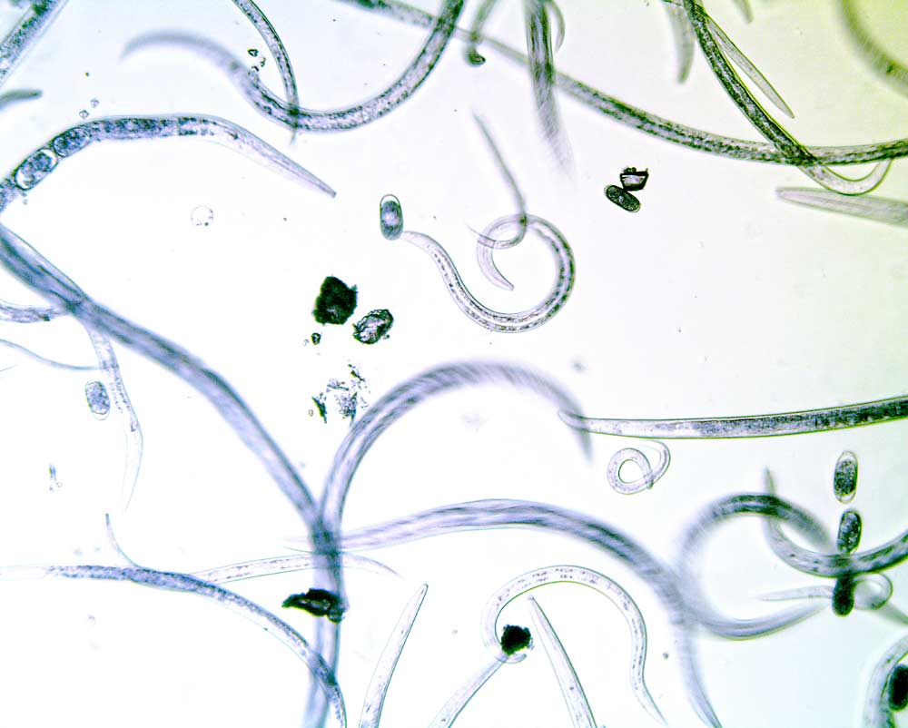 El mantillo —material vegetal en descomposición cerca de la superficie del suelo— está lleno de nematodos. En este gran grupo de gusanos redondos microscópicos hay tanto nematodos beneficiosos como nematodos que se alimentan de las plantas, y evaluar las cantidades de ambos puede ayudar a determinar la salud del suelo. (Cortesía Tianna DuPont)