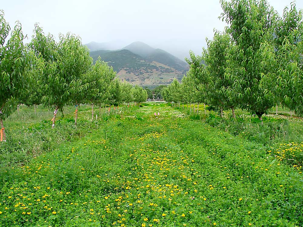 Trébol criollo cubre el sendero entre las hileras de duraznos durante los ensayos de la Universidad Estatal de Utah en Kaysville. Los investigadores descubrieron que el cultivo de leguminosas fijadoras de nitrógeno como cultivo de cobertura, en su caso, el trébol, impulsó el crecimiento de los árboles más de lo que logró el pasto, que se muestra en el fondo detrás de las dos banderas naranjas. (Cortesía de Jennifer Reeve/Universidad Estatal de Utah)