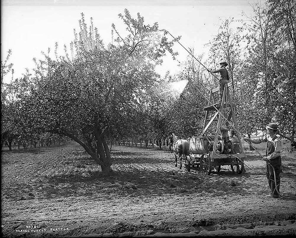 En esta foto de Asahel Curtis de 1911 se observa que sin arneses de seguridad ni equipo protector, estos horticultores usan un tanque tirado por caballos para rociar arsenato de plomo, prohibido desde hace mucho tiempo por ser tóxico, sobre árboles frutales en la región central de Washington. El Departamento de Ecología estatal ha formado un grupo de trabajo para buscar formas eficaces de enfrentar la contaminación histórica de antiguos terrenos de huertos que podrían albergar nuevas viviendas o espacios comerciales. (Cortesía de la Sociedad Histórica del Estado de Washington)