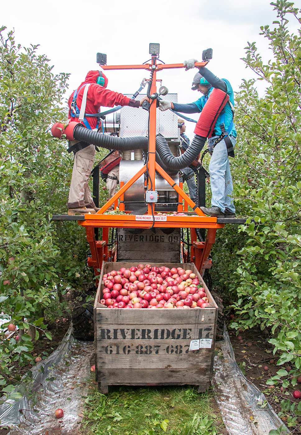 El hombre de la derecha baja un contenedor lleno de Fujis de la aspiradora Bandit Cyclone en un huerto de Riveridge Produce Marketing. Los contenedores llenos se depositan en la parte trasera de la máquina que recoge los contenedores vacíos de la parte delantera. (Matt Milkovich/Good Fruit Grower)