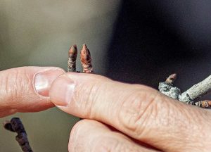 Dejen que el tamaño de la yema guíe su poda, indicó el fisiólogo de árboles frutales de la WSU, Stefano Musacchi, mientras sujetaba dos yemas de peras de Anjou del mismo árbol maduro. Las yemas más grandes rendirán mejores frutos, señaló enfatizando que, si no se podan las yemas correctas, se verá reflejado en la calidad de la cosecha. (TJ Mullinax/Good Fruit Grower)