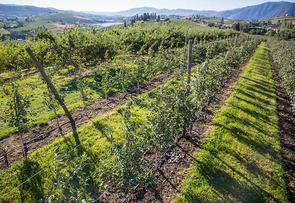 Nuevos vecinos se instalan junto a otros más antiguos, a medida que árboles en espaldera de WA 38 de cuarta hoja bordean manzanos de Red Delicious sin soporte en el huerto de Chris Anderson en Manson, Washington, cerca del lago Chelan en agosto. Anderson se estaba preparando para su primera cosecha de la manzana que será comercializada como Cosmic Crisp, mientras la industria se acerca a su segunda cosecha comercial armada con las lecciones aprendidas del año pasado. (Ross Courtney/Good Fruit Grower)