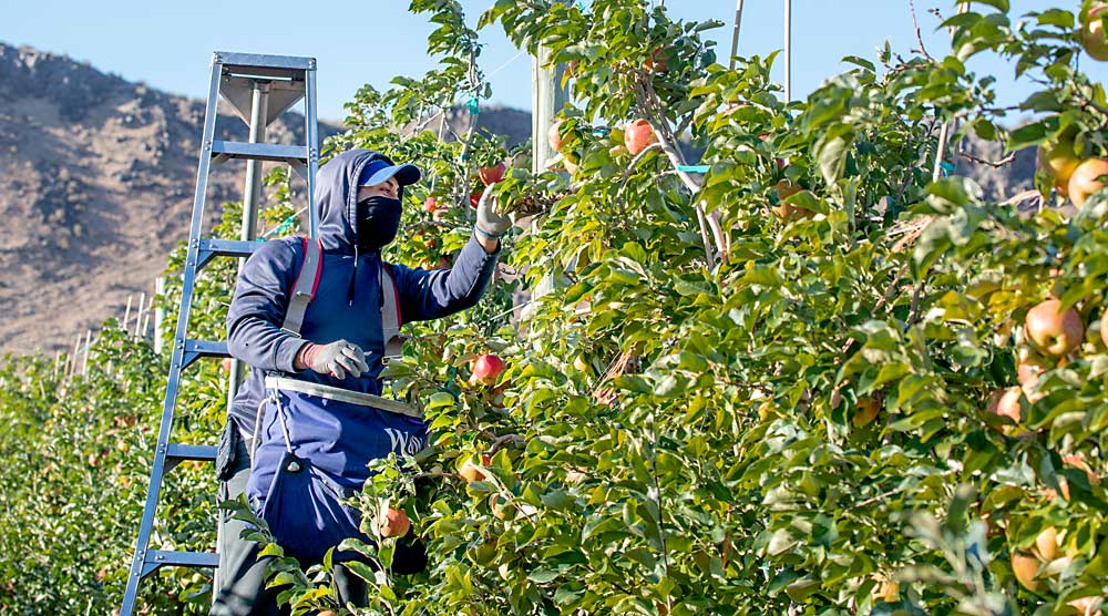 Antonio López lleva puesta una mascarilla mientras busca manzanas Honeycrisp lo suficientemente maduras para ser cosechadas durante la primera recogida en este bloque de manzanas en Naches, Washington, el 1 de septiembre. El uso de mascarillas por parte de los empleados es solo una de las muchas formas en que la pandemia del coronavirus ha trastornado la industria de la manzana. (TJ Mullinax/Good Fruit Grower)