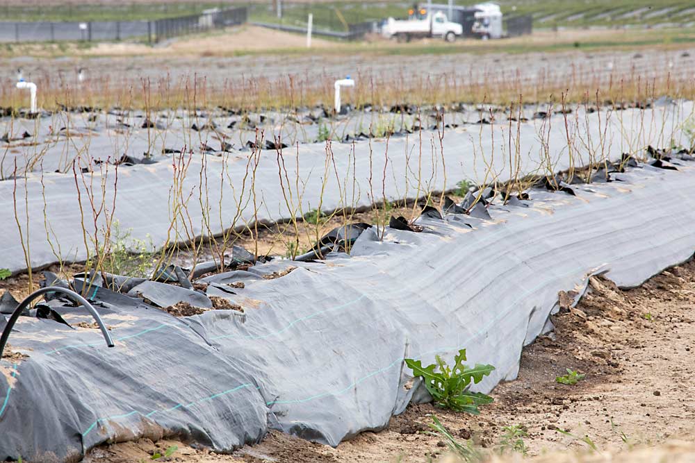 El desarrollo, apodado Othello Blueberry LLC, incluye cerca de 160 hectáreas (400 acres) sembradas este año y finalmente constará de 530 hectáreas (1,300 acres). (TJ Mullinax/Good Fruit Grower)