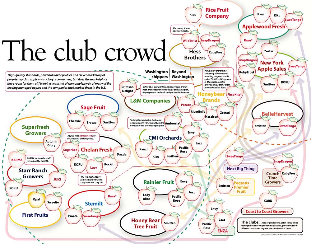 Los clubes: Estas organizaciones, con frecuencia llamadas clubes, gestionan los derechos de licencia de los cultivares, asociándose con diferentes empresas para cultivar, empacar y comercializar sus manzanas. Los estándares de alta calidad, los perfiles de sabor potentes y la comercialización inteligente de manzanas que son propiedad de clubes atraen a los consumidores leales pero ¿acaso el mercado tiene cabida para todas ellas? He aquí una foto de la compleja red de muchas de las principales manzanas gestionadas y las empresas que las comercializan en los Estados Unidos. (Jared Johnson y Kate Prengaman/Good Fruit Grower)