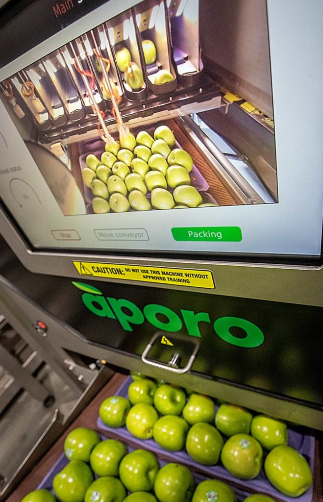 Un rellenador de bandejas automatizado coloca cuidadosamente manzanas Granny Smith en las charolas para su envío a CPC International. (TJ Mullinax/Good Fruit Grower)