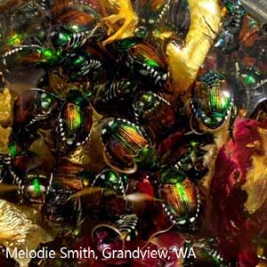 Melodie Smith, residente en Grandview, envió al Departamento de Agricultura del Estado de Washington esta foto de la infestación de escarabajos japoneses en sus rosas el verano pasado, después de que la agencia publicara un mensaje pidiendo al público que reporte cualquier avistamiento de la plaga invasora. (Cortesía de Melodie Smith)