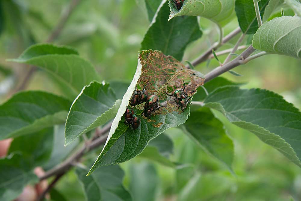 Los escarabajos japoneses se alimentan de las hojas de un huerto de manzanas orgánicas en la Universidad de Cornell en 2017. Aunque es común en Oriente, la plaga se ha detectado recientemente en el valle de Yakima, y el estado está instando a los residentes y a los productores a que reporten cualquier avistamiento para que sirvan de base para los planes de erradicación. (Kate Prengaman/Good Fruit Grower)