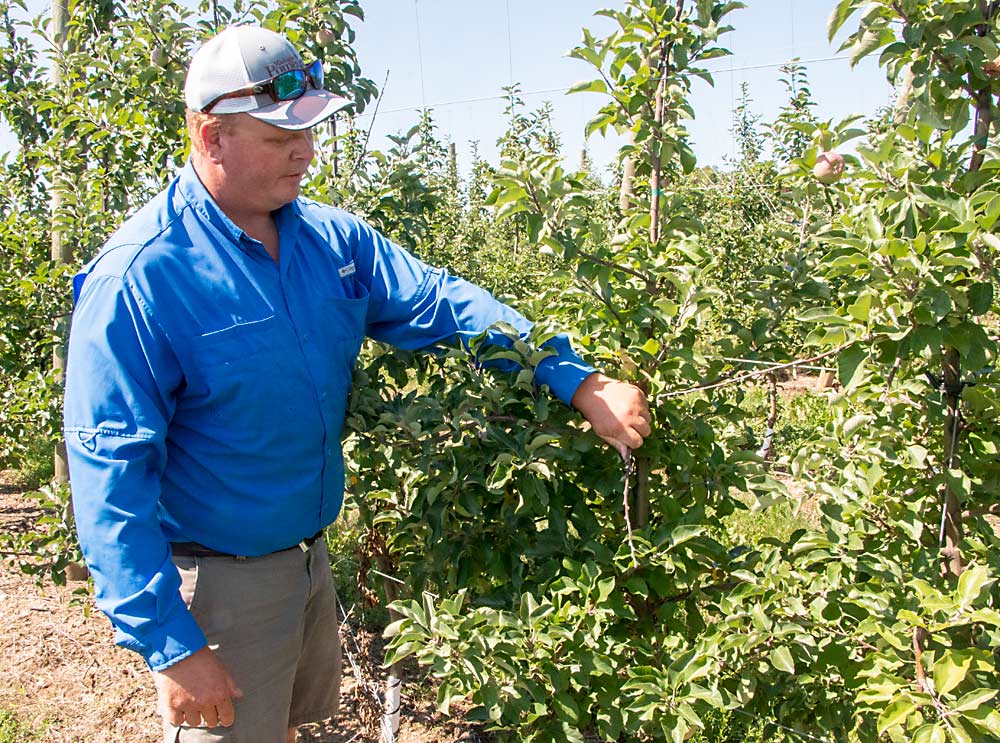 El productor Bill Nyblad muestra su técnica de rotura de ramas en un bloque de manzanas Fuji de 2 años en Kent City, Michigan, el pasado agosto. El fin es romper ramas poderosas de crecimiento vertical para que sobrevivan a la rotura y se curen en un ángulo plano, o mueran lentamente, lo cual ralentiza el crecimiento detrás de la rotura y crea una rama más pequeña, más calmada y más fructífera. (Matt Milkovich/Good Fruit Grower)