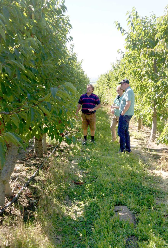 El productor de cerezas de Yakima Valley, Mark Hanrahan, les ofreció a dos innovadores agrícolas holandeses, Marcel van Haren y Peter Frans de Jong, un recorrido por sus huertos el pasado mes de septiembre. Los productores en los Países Bajos y en Washington se enfrentan a desafíos similares en términos de mano de obra y la necesidad de automatización, comentó de Jong, por lo que tiene sentido colaborar en el desarrollo de tecnología. (Cortesía de Ines Hanrahan)