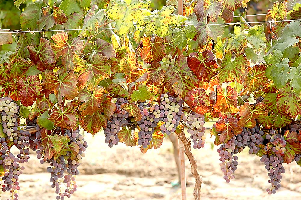 El virus de la mancha roja de la vid, que se observa aquí en Cabernet Franc, se incluirá en el programa de cuarentena por plagas de la vid del estado de Washington bajo una propuesta de cambio de reglas diseñada para proteger la industria del vino y la uva contra plagas y enfermedades. Si bien el virus es raro en Washington, ya que no se conoce ningún insecto vector en el estado, el virólogo de la Universidad Estatal de Washington, Naidu Rayapati, cree que las nuevas medidas de cuarentena para proteger el material vegetal deberían eliminar el virus del estado en los próximos años. (Cortesía de Naidu Rayapati/Universidad Estatal de Washington)