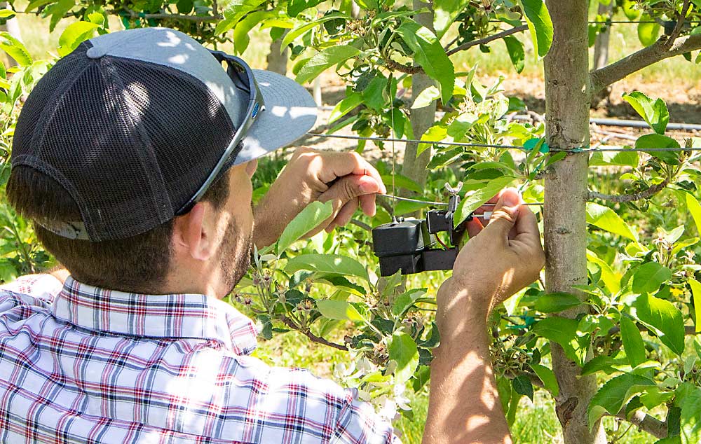 Klicker instala un dendrómetro para evaluar el estrés de la planta en tiempo real. “Es como un Fitbit para las plantas”, afirmó sobre la tecnología, la cual mide pequeñas contracciones y expansiones en el tronco de los árboles que se correlacionan con el estado hídrico del árbol para guiar el riego de precisión. (Kate Prengaman/Good Fruit Grower)