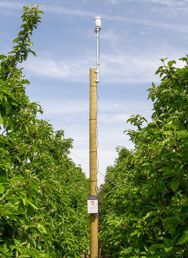 Instalación de una estación meteorológica en lo alto de una fila de un huerto. (Kate Prengaman/Good Fruit Grower)