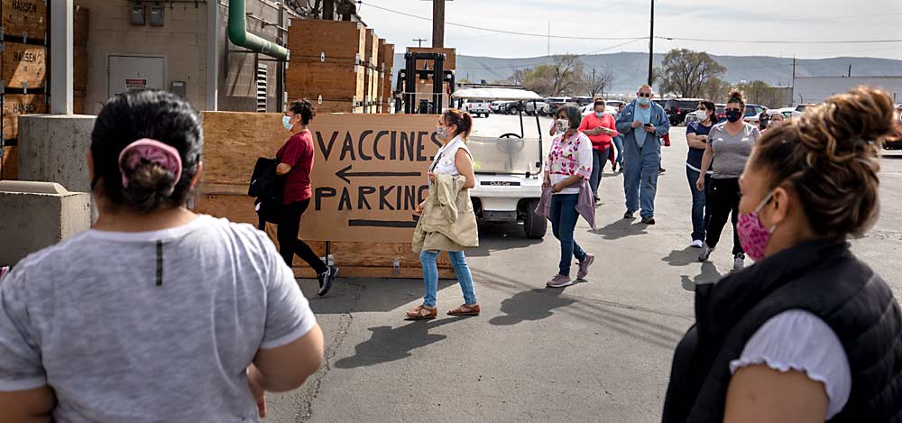 Un esfuerzo de vacunación contra la COVID-19 a gran escala se llevó a cabo en Hansen Fruit Co. en Yakima, Washington, a principios de abril. Los empleados de varias empresas de frutas recibieron vacunas a través de un programa coordinado por la Asociación de Árboles Frutales del Estado de Washington. (TJ Mullinax/Good Fruit Grower)