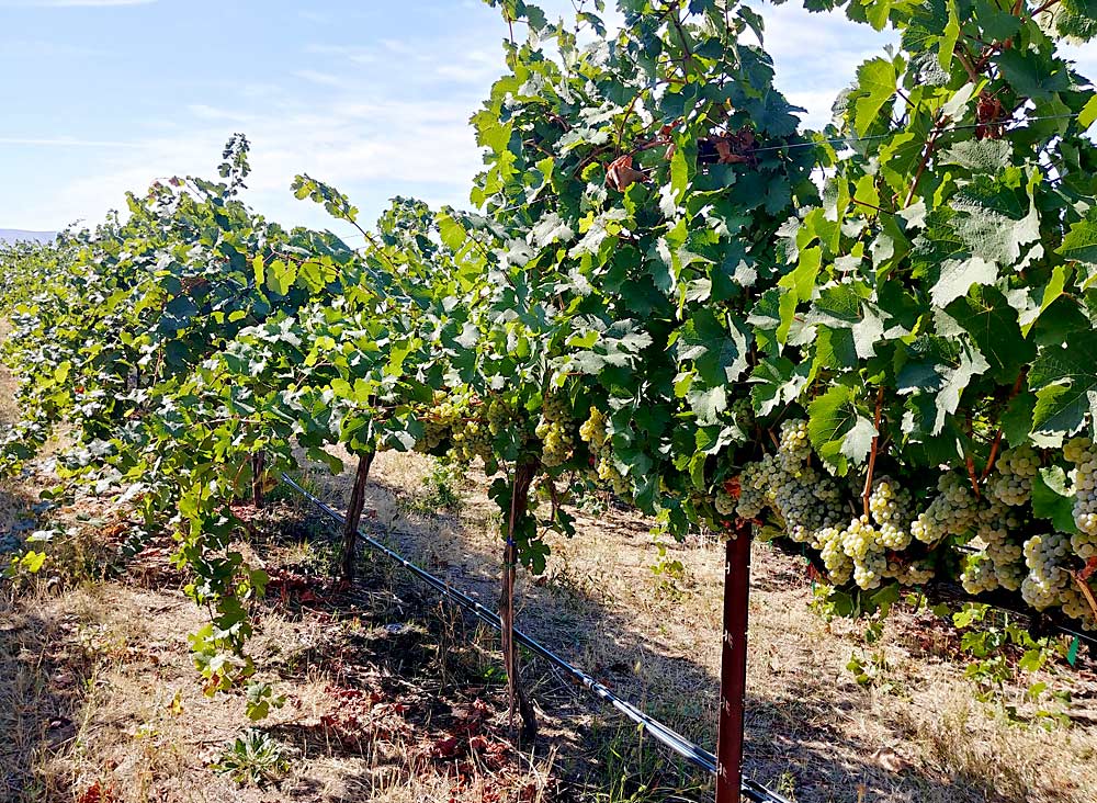 Algunos brotes de uva Chardonnay se forman en dirección vertical, en primer plano, para permitir la exposición al sol, mientras que a otros se les permite cubrir la fruta con sombra como parte de un estudio de estrés por calor en 2019. (Cortesía de Markus Keller/Universidad Estatal de Washington)