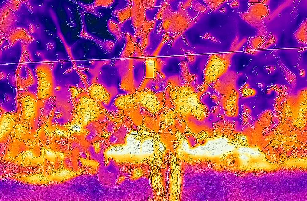 Los racimos de uva Chardonnay expuestos al sol aparecen como puntos calientes en una foto infrarroja tomada en agosto de 2019, mientras que los brotes de crecimiento vertical y el follaje aparecen fríos. Los investigadores de la Universidad Estatal de Washington en Prosser, están estudiando la interacción entre el estrés por calor y el riego deficitario. (Cortesía de Markus Keller / Universidad Estatal de Washington)