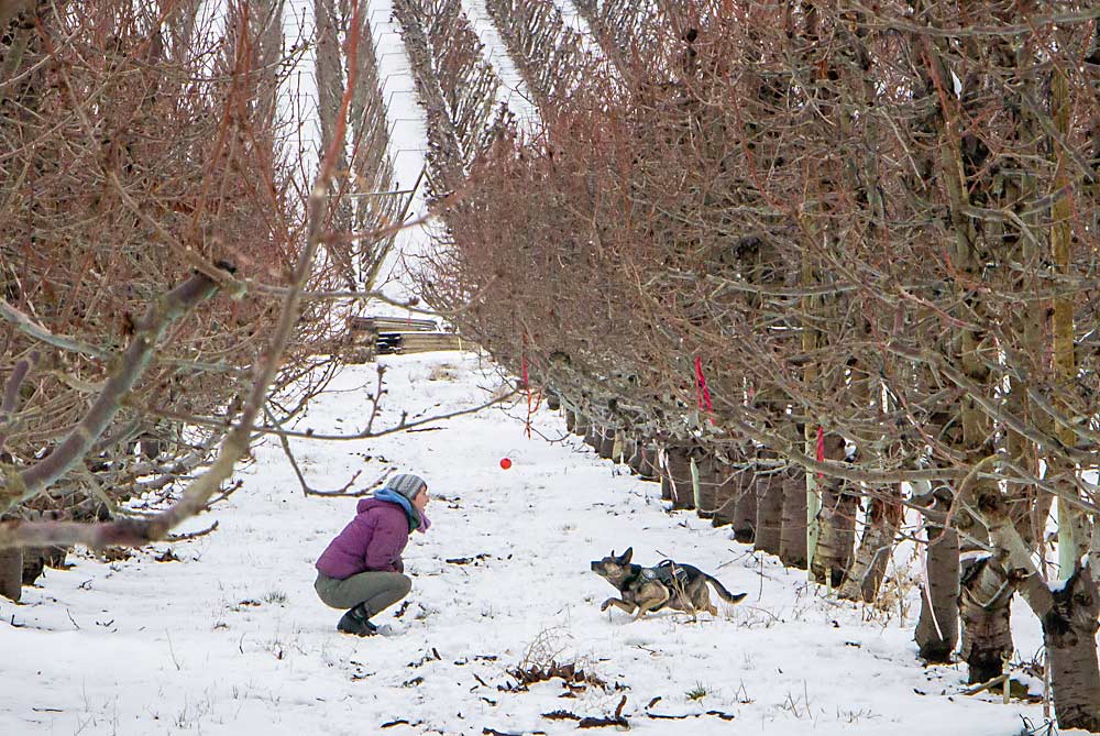 Suzie Marlow de Rogue recompensa a Skye lanzándole la pelota después de que el perro olfatea alrededor de un árbol infectado con la enfermedad X marcado con una bandera en un bloque de cerezos del Valle de Yakima en enero. El juego ayuda a motivar a los perros y les enseña lo que busca el adiestrador, pero puede ser difícil asegurarse de que los perros se lleven el mensaje correcto sobre el objetivo deseado, en este caso, un olor que indica la presencia de la enfermedad y no solo árboles marcados con una cinta, dijo Marlow. (Kate Prengaman/Good Fruit Grower)