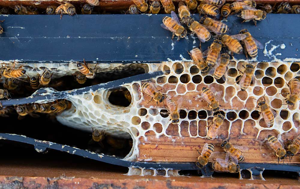 Un nuevo proyecto de la Universidad de California está listo para enfocarse en soluciones para la salud de las abejas melíferas, incluidas mejores estrategias de mejora, nuevos medicamentos y tratamientos, y mejores herramientas para monitorear las colonias. (TJ Mullinax/Good Fruit Grower)