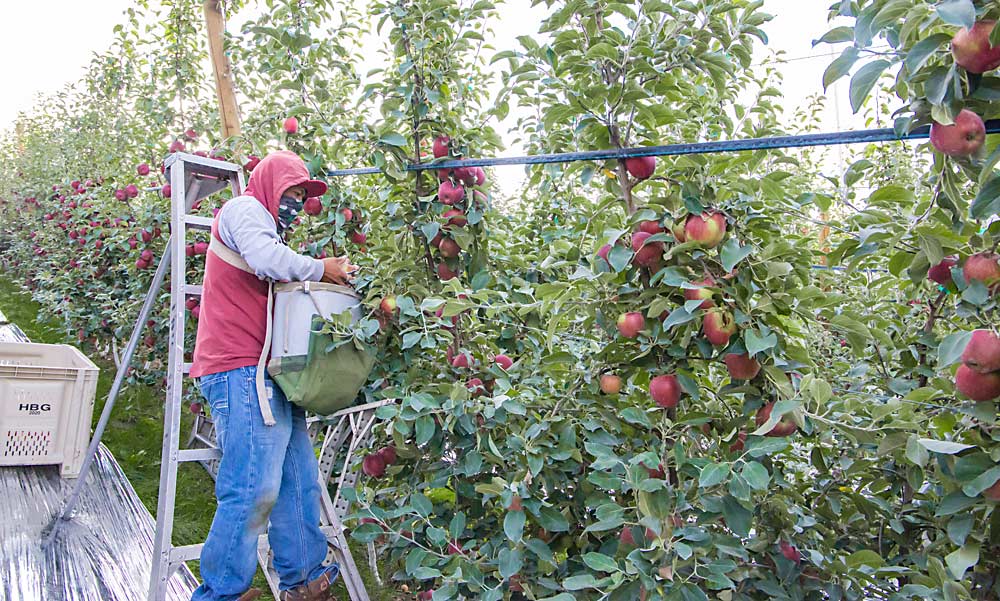 Alejándose de la cámara, Gustavo Correlas recoge de forma selectiva manzanas WA 38 a principios de octubre, obviando la fruta más verde e inmadura en el primer plano de este bloque de tercer año en Taber Farms cerca de Oroville, Washington. La WA 38, comercializada como Cosmic Crisp, se anuncia como una manzana de una sola recogida, aunque algunos productores optaron por hacer más de una pasada este año debido al alto valor de la fruta y la variabilidad en árboles jóvenes. (Ross Courtney/Good Fruit Grower)