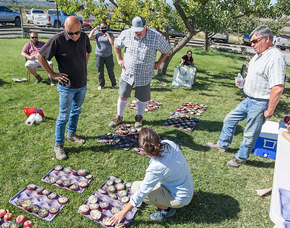 De izquierda a derecha, los productores Ric Valicoff, Jim Doornink, Dave Murray y Bernardita Sallato de la Universidad Estatal de Washington discuten los niveles de madurez de las manzanas WA 38 a finales de septiembre en Zillah, Washington. (Ross Courtney/Good Fruit Grower)