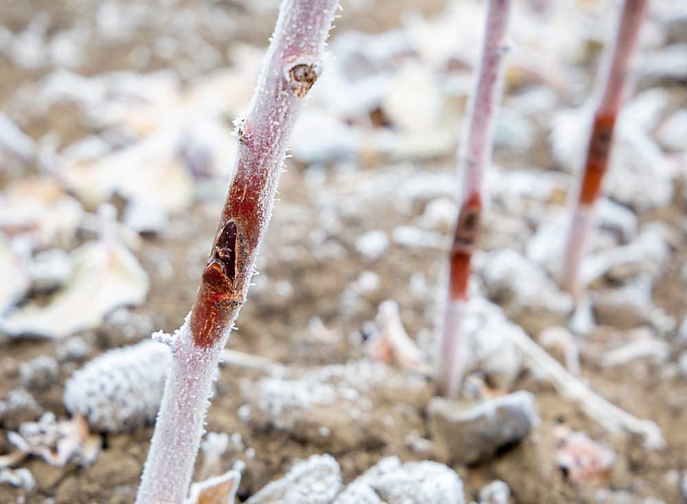 Los diminutos brotes de WA 2 —a los cuales Mayo les sacó la escarcha con la mano— y los portainjertos Geneva 11 en los que crecen se convertirán en entregas de árboles terminados en 2022. (Ross Courtney/Good Fruit Grower)