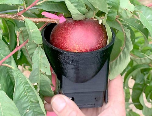 En busca de sensores de frutas de verano