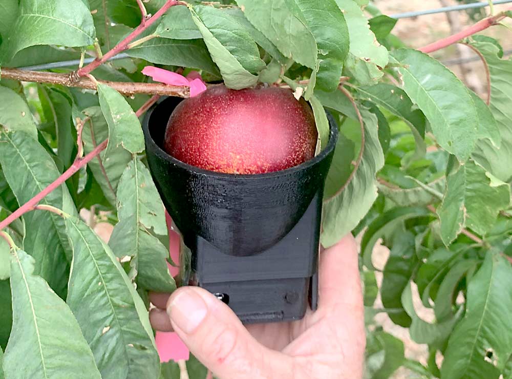 Los investigadores de Agriculture Victoria quieren saber cómo la nueva tecnología de sensores puede ayudar a los productores de fruta de verano a gestionar la calidad, como el escáner de madurez de Rubens Technologies. (Cortesía de Agriculture Victoria)