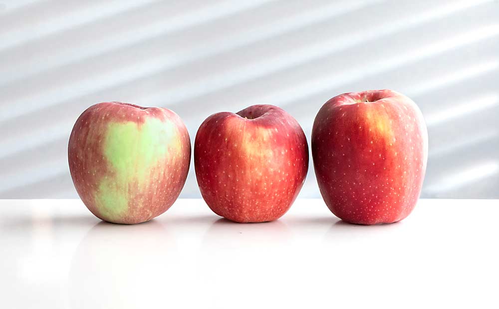 Evite la manzana de la izquierda, indicó Dave Taber de Taber Farms. Se recogió solo para ilustrar una manzana que estaba todavía muy poco verde para la cosecha. La manzana del medio tiene un fondo de color blanco pálido, perfecto para la cosecha, mientras que la manzana de la derecha se está volviendo amarilla, lo que significa que se recogió justo a tiempo. (TJ Mullinax/Good Fruit Grower)