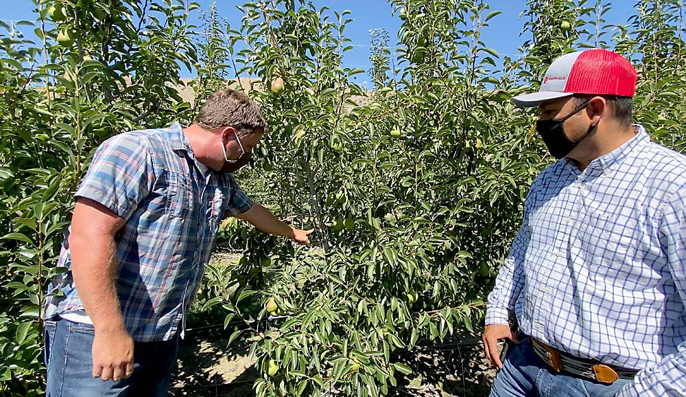 Bryan Mrachek de Stemilt, a la izquierda, y Jorge Andrade muestran cómo estos árboles Bartlett de alta densidad fueron atados para aumentar la fructificación y disminuir el vigor. (TJ Mullinax/Good Fruit Grower)