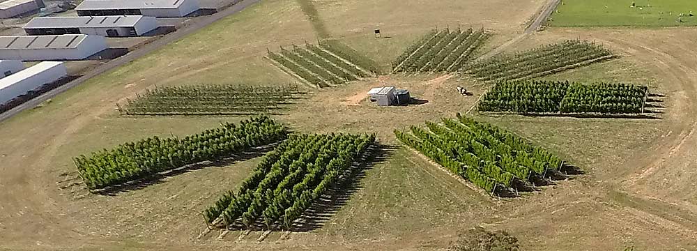 La Granja Inteligente Tatura está probando las tecnologías de Sensores para la Fruta de Verano en un huerto de frutas de hueso que incluye varios cultivares de melocotones, nectarinas, ciruelas y duraznos, así como numerosos sistemas de formación, aplicaciones de riego y cargas frutales. Una parte de la granja está diseñada de forma que las parcelas irradian desde un punto central. Las diferentes orientaciones de las filas permiten estudiar los efectos de la luz sobre el rendimiento, la calidad de la fruta y otras respuestas de crecimiento. (Cortesía de Agriculture Victoria)