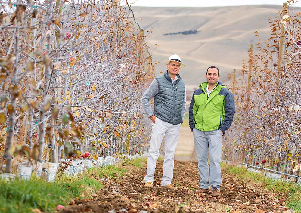 Néstor Isacc García, izquierda, y su hijo, Néstor Isaac García, en un joven bloque de 2 hectáreas (5 acres) de manzanas WA 38 (Cosmic Crisp) que compraron en 2020 cerca de Benton City, Washington. El joven García, quien trabaja como oficial de préstamos para Northwest Farm Credit Services, informó que ellos, y muchos otros agricultores principiantes, dependen de un empleo adicional para tener la seguridad financiera necesaria para cultivar sus huertas. (TJ Mullinax/Good Fruit Grower)