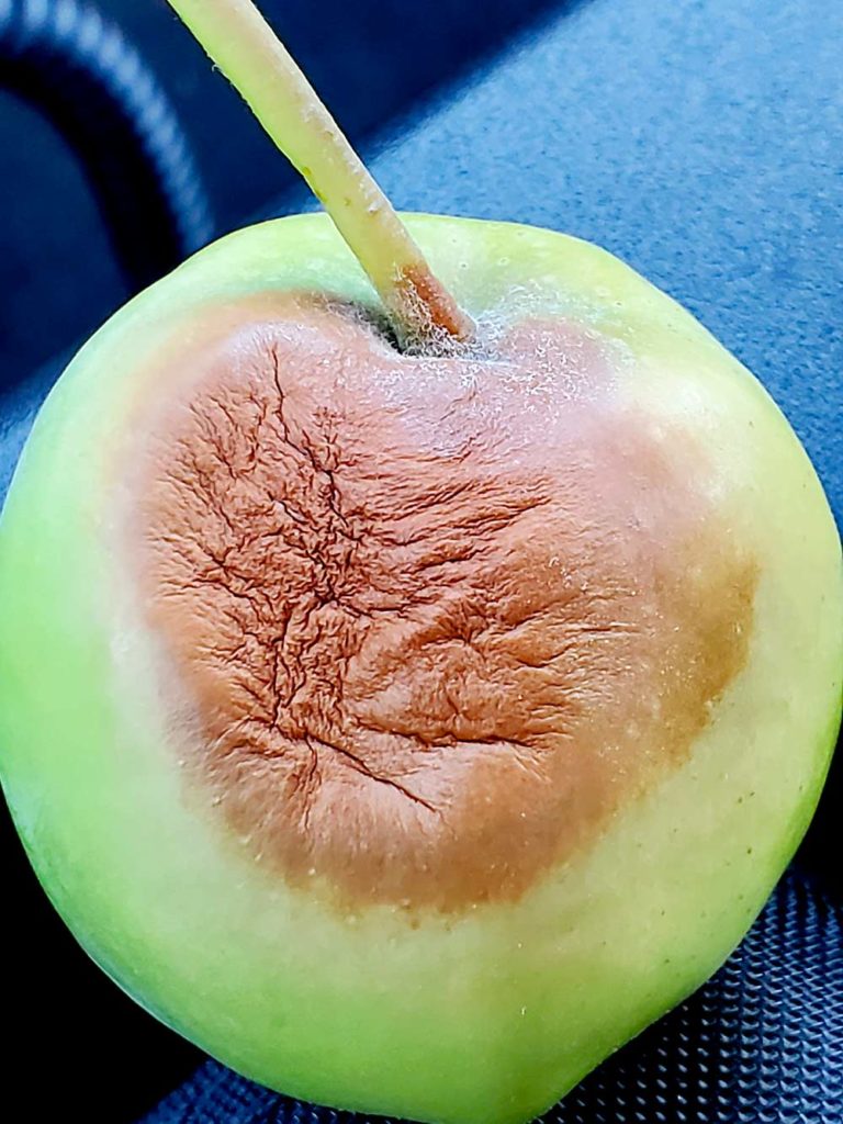 En Washington, los daños causados por el calor son raros para la variedad Cripps Pink. Pero este año, no fue raro ver necrosis por quemadura solar en los huertos de Cripps Pink, indicó Phillips. (Cortesía de Byron Phillips)