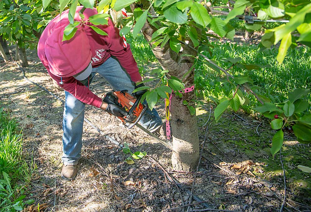 Martín Romero marca los cerezos infectados con la enfermedad X y destinados a ser eliminados, en preparación para tratar los árboles con glifosato para comprobar si hay injertos de raíz en julio de 2020 en Wapato, Washington. En todo el estado, los productores han retirado casi 150,000 árboles que han sido infectados por la enfermedad X y el virus de la cereza pequeña, según Scott Harper de la Universidad Estatal de Washington (WSU), y el sector de los viveros quiere garantizar a los productores que habrá árboles libres de la enfermedad cuando estén listos para volver a sembrar. (Ross Courtney/Good Fruit Grower)