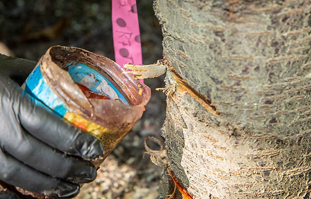 Para comprobar si hay injertos de raíz que podrían haber infectado a los árboles adyacentes, Martín Romero trata con herbicida una de sus marcas en un bloque de cerezos de Wapato, Washington. (Ross Courtney/Good Fruit Grower)