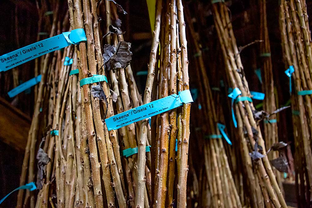 Árboles certificados de Skeena, listos para su entrega, permanecen almacenados en aserrín dentro de las cámaras frigoríficas del vivero Willow Drive de Ephrata, Washington. A pesar de que existe preocupación en todo Washington por la enfermedad X y el virus de la cereza pequeña, los expertos y los viveros afirman que el programa de certificación de árboles está trabajando para garantizar la disponibilidad de material de plantación limpio. (Ross Courtney/Good Fruit Grower)