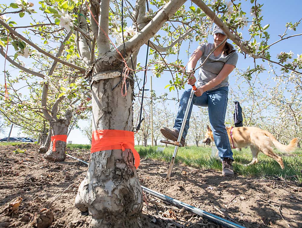 No todos los datos del proyecto Huerto Inteligente son de alta tecnología. Aylin Moreno, directora de investigación y desarrollo de Washington Fruit and Produce, recoge muestras del suelo de la manera tradicional para realizar las pruebas de laboratorio para verificar los datos procedentes de la nueva tecnología de detección de nutrientes del suelo. (TJ Mullinax/Good Fruit Grower)