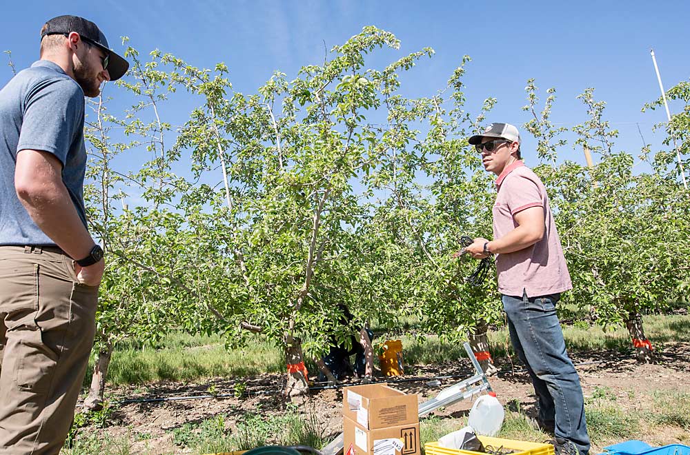 Gilbert Plath, de Washington Fruit, habla con Lee Kalcsits de la WSU sobre los nuevos sensores de estrés hídrico de las plantas que Kalcsits instaló como parte del proyecto Huerto Inteligente. La idea es obtener una medida de las necesidades hídricas del árbol en tiempo real, en lugar de estimarlas a través de los modelos de humedad del suelo o de evapotranspiración, indicó Kalcsits, aunque es necesario realizar una mayor investigación sobre la manera de optimizar el riego con los nuevos datos de dichos sensores. (TJ Mullinax/Good Fruit Grower)