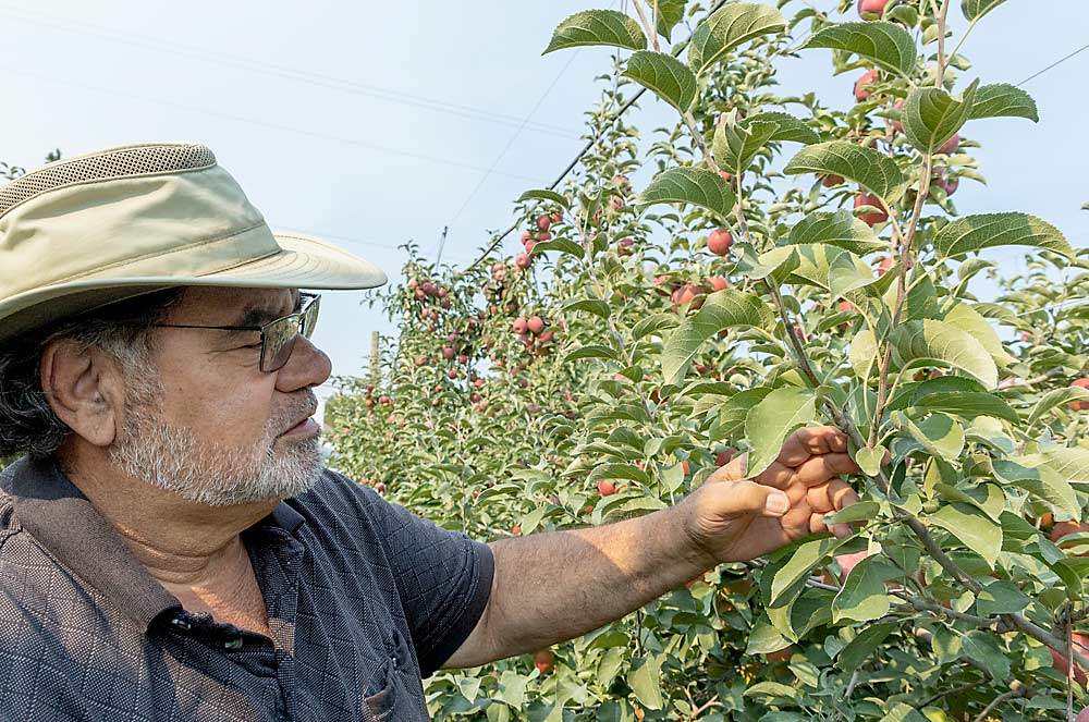 Jack Anderson, director de huertos del rancho Borton Fruit en Zillah, Washington, muestra la manera en la que sus equipos podan el WA 38 para dejar muchas opciones de renovación. Del corte del tronco realizado durante el invierno, han salido dos brotes; mantendrán el primero en una mejor posición para la fructificación y desmocharán el otro para que salgan dos nuevos brotes el año que viene, comentó. (Kate Prengaman/Good Fruit Grower)