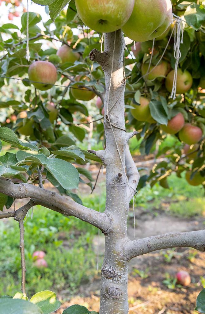 Cuando los podadores desmochan las ramas demasiado cortas, puede dar lugar a la madera ciega, como la que se ve aquí, indicó Jack Anderson, director del huerto de Borton Fruit. Ahora capacita a los equipos de poda para que dejen al menos cuatro dedos de rama por cada corte, de modo que los árboles puedan generar un nuevo crecimiento. (Kate Prengaman/Good Fruit Grower)