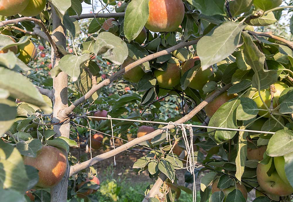 La madera ciega, que se ve aquí en este huerto del valle de Yakima, puede ser un problema para los productores de WA 38, en especial los que podaron mucho los árboles jóvenes. (Kate Prengaman/Good Fruit Grower)