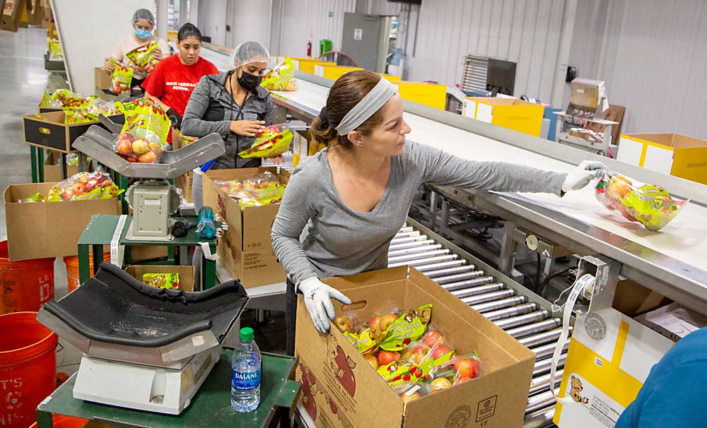 Cynthia Edward comprueba el peso de las bolsas y empaqueta las manzanas para su envío al final de la línea de embolsado de Honeybear. (Ross Courtney/Good Fruit Grower)