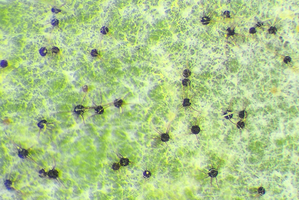 Una foto, tomada con un microscopio en 2019, del mildiú polvoriento de la cereza en una hoja muestra el reservorio del inóculo de la enfermedad para el año siguiente (puntos negros), mientras que las estructuras blancas son los cordones miceliales y algunos conidios residuales. (Cortesía de Prashant Swamy/Universidad Estatal de Washington)