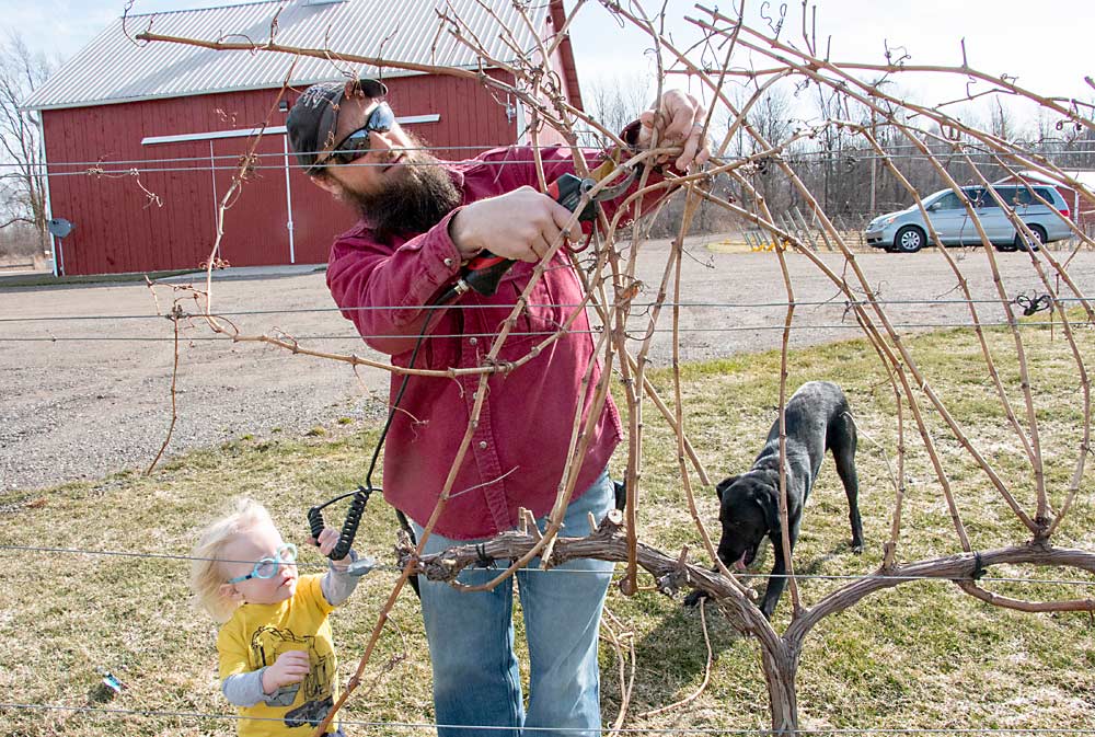 El gerente del viñedo, Kip Weinberger, poda una planta de vid de Chardonel en Stoney Ridge Vineyards en Kent City, Michigan, en marzo. Recibe “ayuda” de su hijo, Reid, y de su perro, Giza. (Matt Milkovich/Good Fruit Grower)