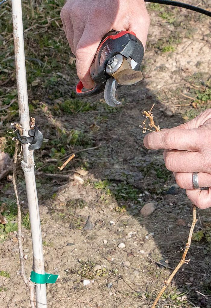 Weinberger poda una planta de vid de Chardonnay de 2 años hasta el tejido verde más distal en Stoney Ridge Vineyards. Cuanto más alto mantenga el brote joven, más pronto conseguirá formar la planta hasta la altura final. (Matt Milkovich/Good Fruit Grower)