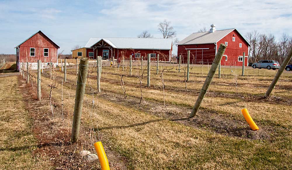 En Stoney Ridge Vineyards se cultivan alrededor de 1.6 hectáreas (4 acres) de uvas, en su mayoría híbridos resistentes al frío de la Universidad de Minnesota. También se cultiva Chardonnay, pero los cultivares europeos tradicionales tienden a tener problemas en el interior de Michigan. (Matt Milkovich/Good Fruit Grower)