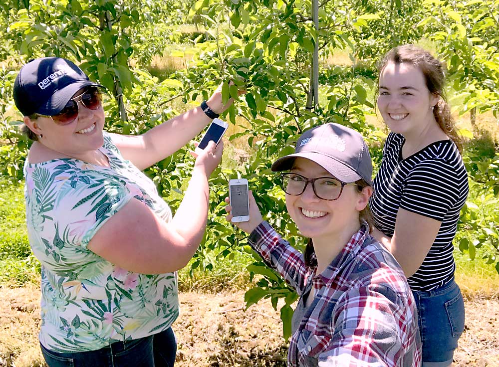 Desde la izquierda, el personal de Perennia, Caitlin Congdon, Michelle Cortens y Cassidy Coombs, prueban la aplicación Orchard Tools en el campo en 2019 para verificar su ahorro de tiempo y facilidad de uso. (Cortesía de Michelle Cortens/Perennia)