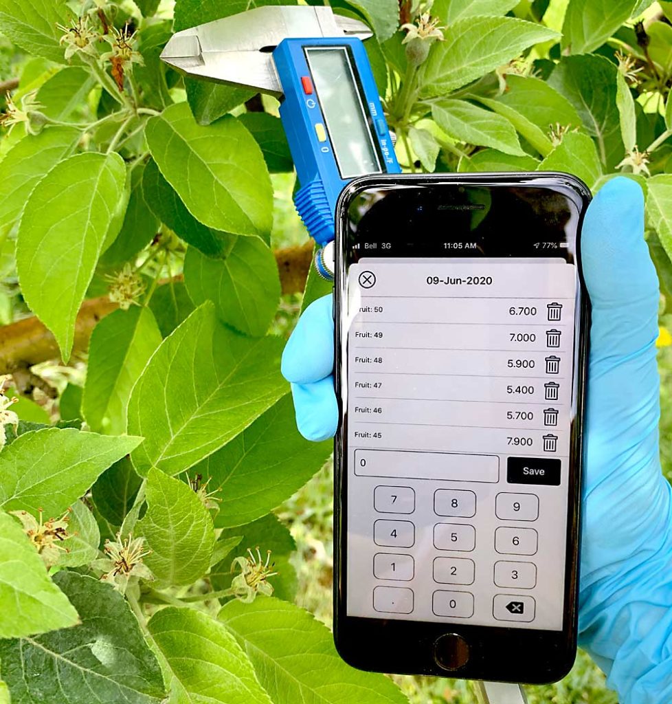 La aplicación Orchard Tools de Perennia se utiliza para ingresar y registrar el diámetro de los frutos en desarrollo de la flor central medidos con un calibre digital. El diámetro promedio de los frutos puede ayudar a tomar decisiones sobre el raleo químico. Los datos se incorporan en el dispositivo, por lo que no se requiere acceso móvil o wifi. (Cortesía de Michelle Cortens/Perennia)