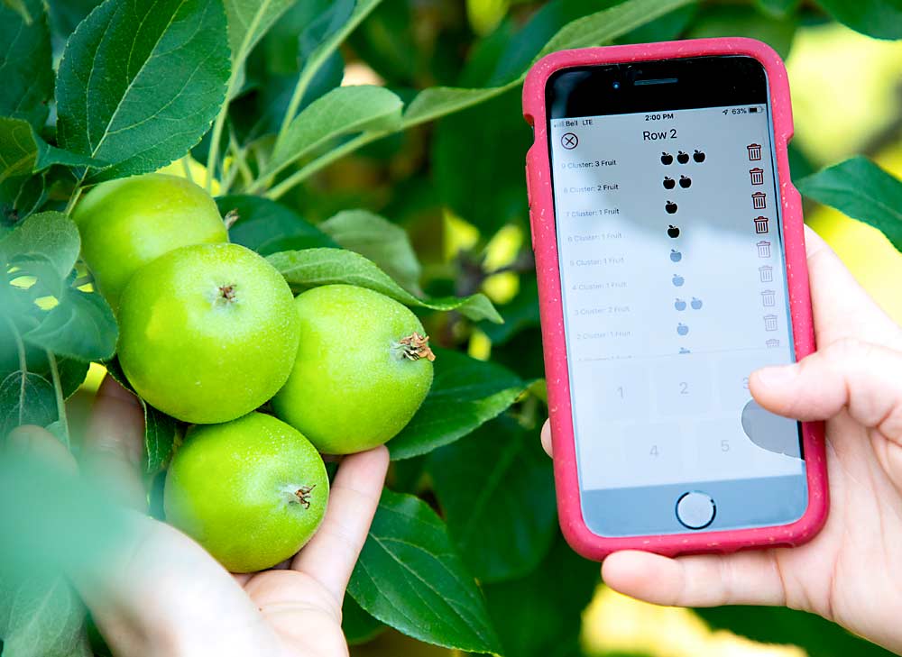 La aplicación Orchard Tools se utiliza para introducir y registrar el número de frutos en desarrollo de cada racimo. Los datos se pueden promediar y representar gráficamente dentro de la aplicación o exportarse como un archivo en formato CSV. (Cortesía de Michelle Cortens/Perennia)
