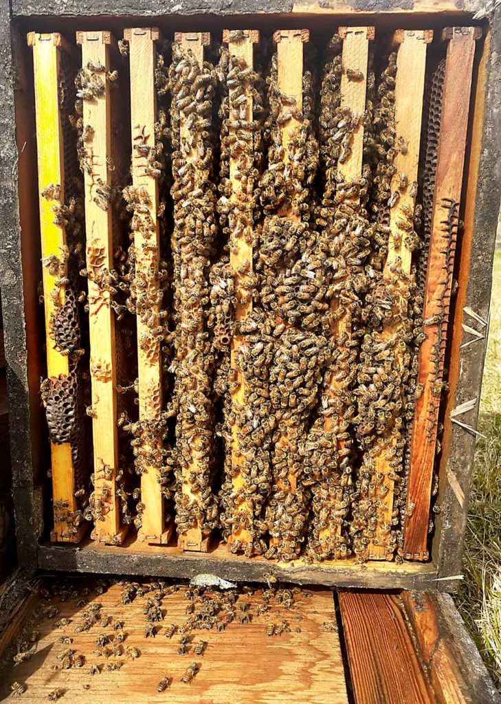 El equipo de investigación de la profesora adjunta de la Universidad de Florida Rachel Mallinger abre las colmenas de abejas melíferas para contar los grupos de abejas como parte de su investigación sobre la polinización de los arándanos. El recuento de los grupos de abejas es una forma de medir la calidad de la colmena. (Cortesía de Rachel Mallinger/Universidad de Florida)